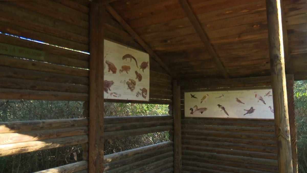 Interior del Aula de Naturaleza de la Dehesa Boyal con paneles informativos que muestran ilustraciones de aves y animales
