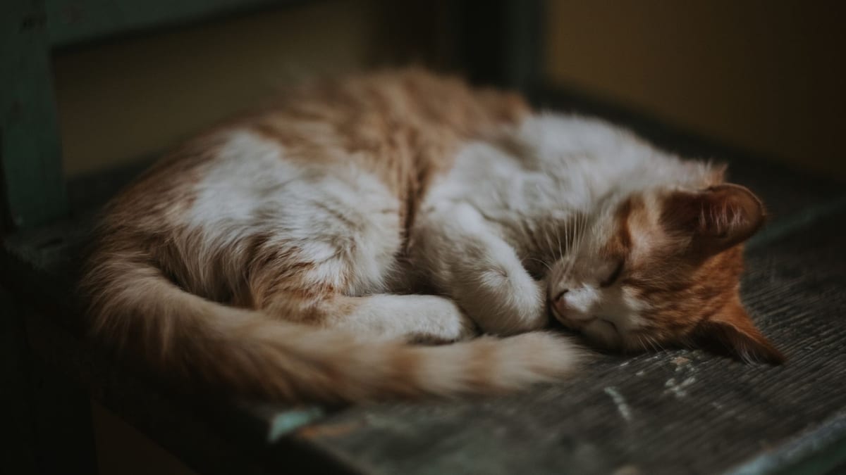 Portada del Boletín Epidemiológico Semanal sobre monográfico de toxoplasmosis del Centro Nacional de Epidemiología