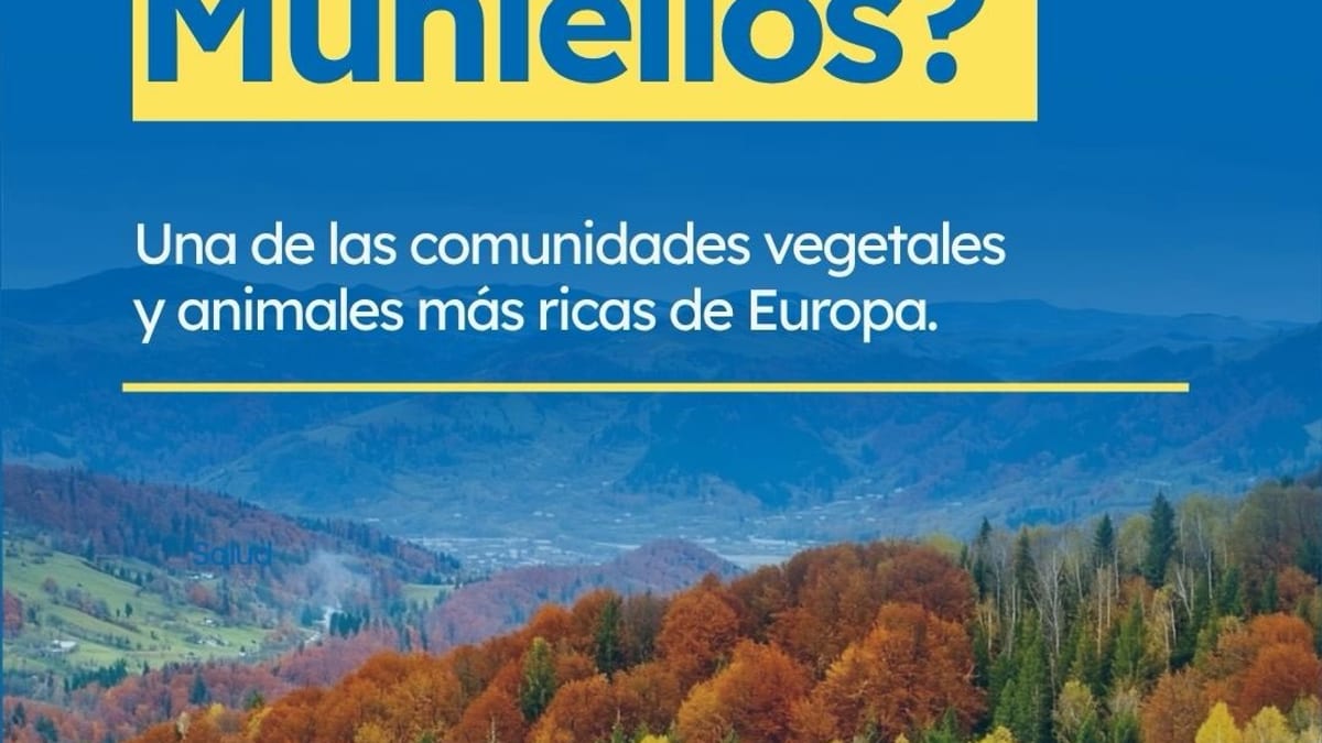 Paisaje del robledal de Muniellos en Asturias, una de las comunidades vegetales y animales más ricas de Europa