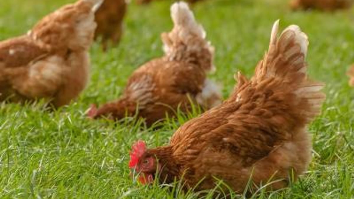 Vacunación de aves en explotación avícola. Medidas de protección contra la enfermedad de Newcastle en la Comunitat Valenciana