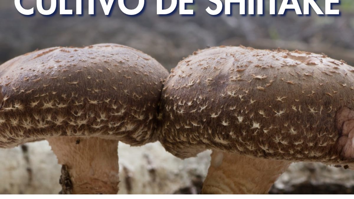 Cartel do obradoiro de cultivo de shiitake organizado pola Deputación da Coruña con Miceltia