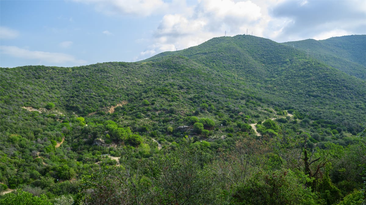 Arbres del Parc de la Serralada de Marina, amb increment documentat de massa forestal
