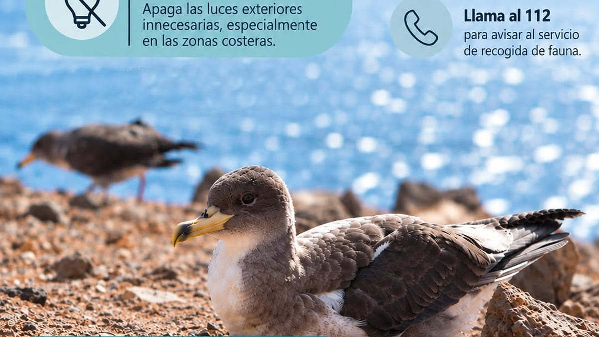 Pardela cenicienta en vuelo nocturno sobre el océano de Fuerteventura
