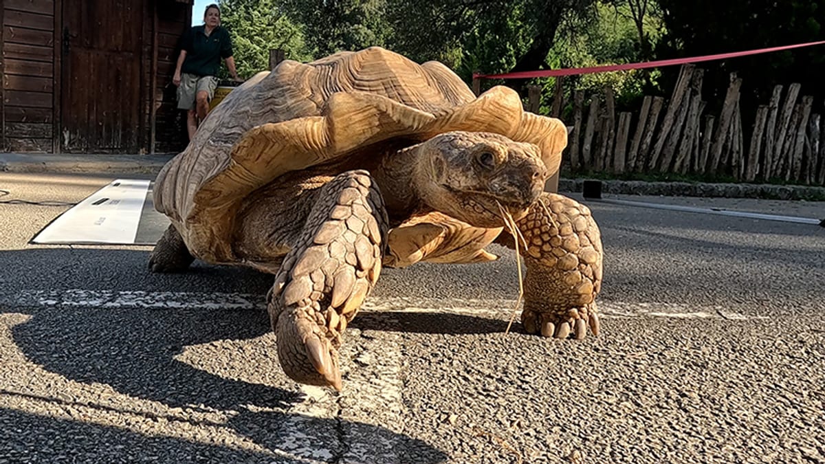 Tortuga de espuelas africana en el Parque de la Naturaleza de Cabárceno durante los ensayos de investigación colaborativa