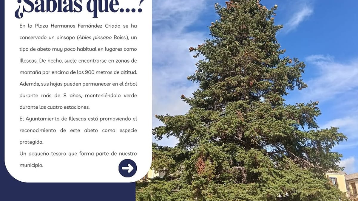 Pinsapo en la Plaza Hermanos Fernández Criado de Illescas, abeto poco habitual que el Ayuntamiento promueve como especie protegida