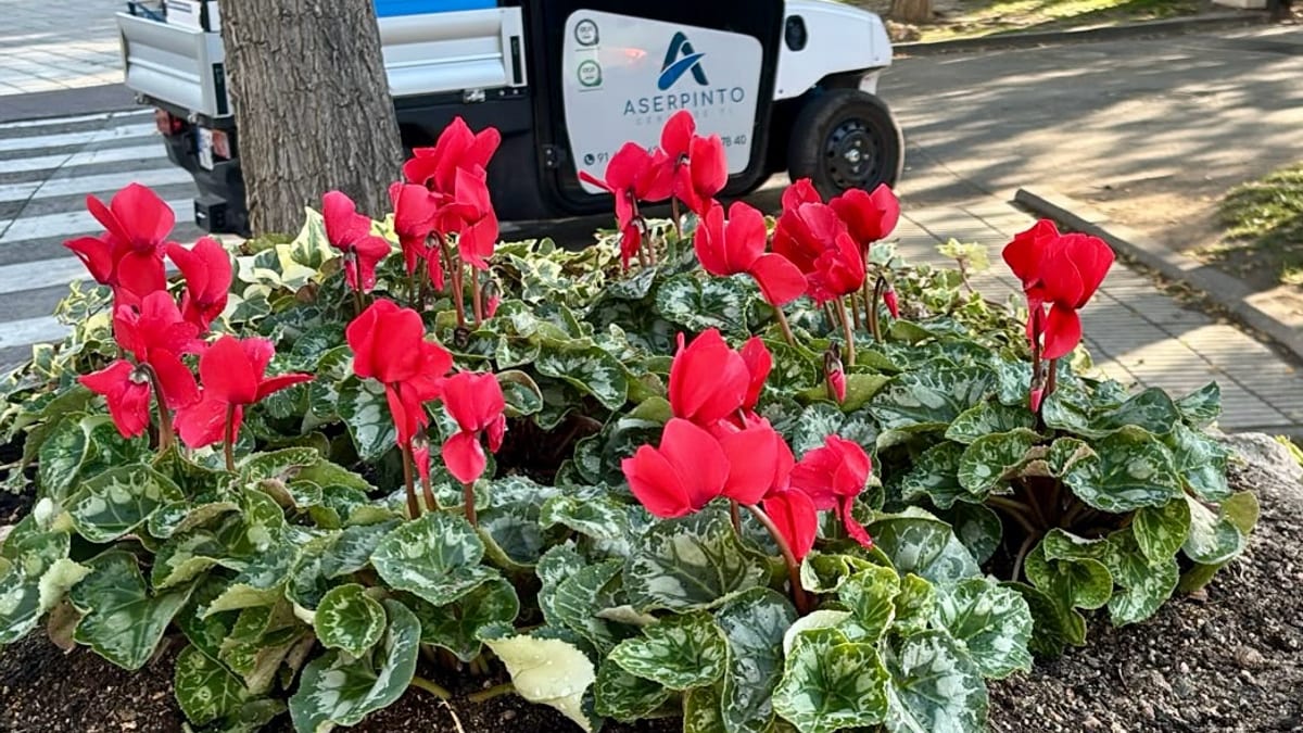 Trabajadores de Aserpinto plantando flores de temporada en zonas verdes de Pinto