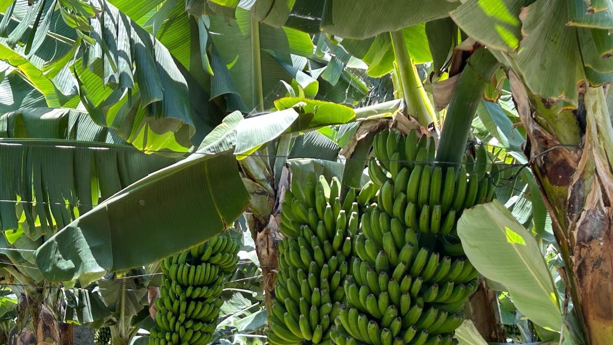 Reunión de la Consejería de Agricultura con organizaciones de productores de plátano de Canarias para planificación de oferta
