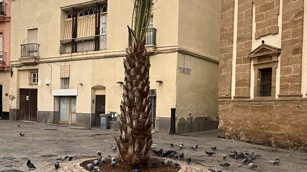 Plantación de nuevas palmeras datileras en la plaza de la Catedral de Cádiz tras daños de temporales