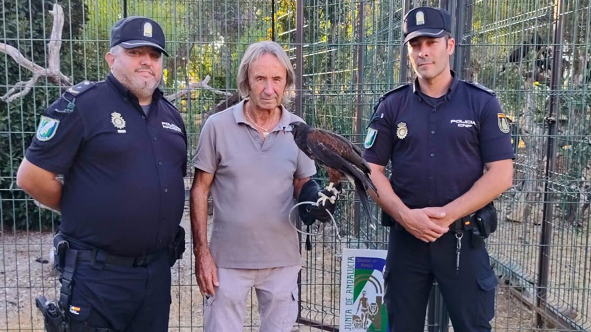 Águila rapaz recuperada por la Policía Nacional Adscrita en un domicilio de Sevilla