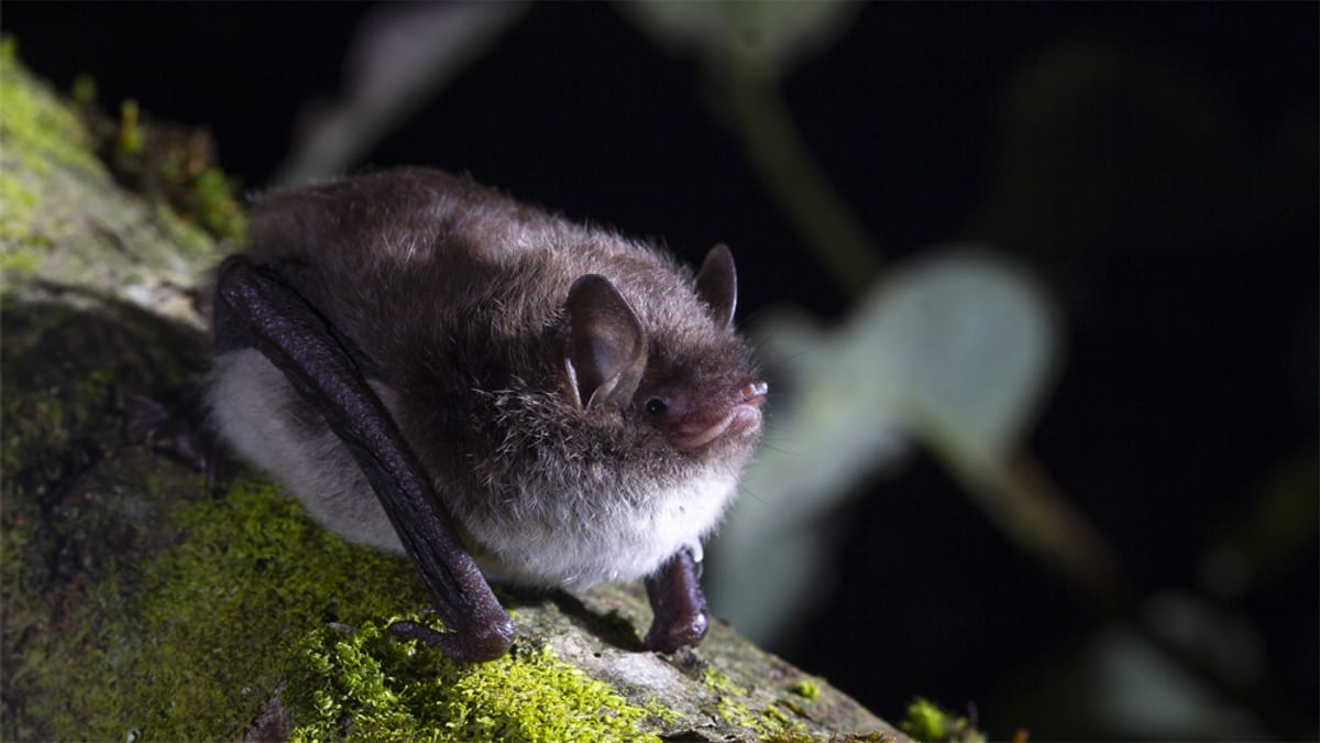 Ratpenat en el entorno natural de los ríos de las Guilleries