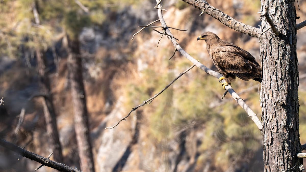 Nido de águila perdicera reconstruido tras incendio en Sierra de Espadán por agentes medioambientales de la Generalitat