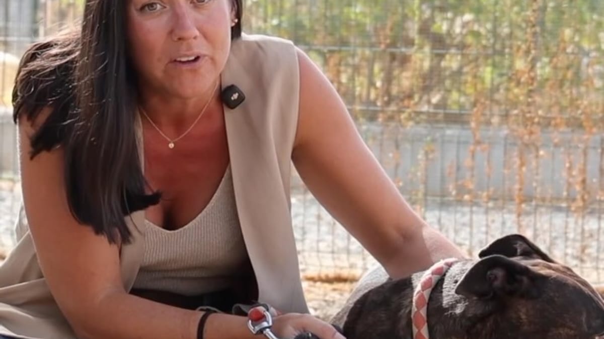 Perro abandonado esperando adopción en el servicio de rescate del Ayuntamiento de Sevilla