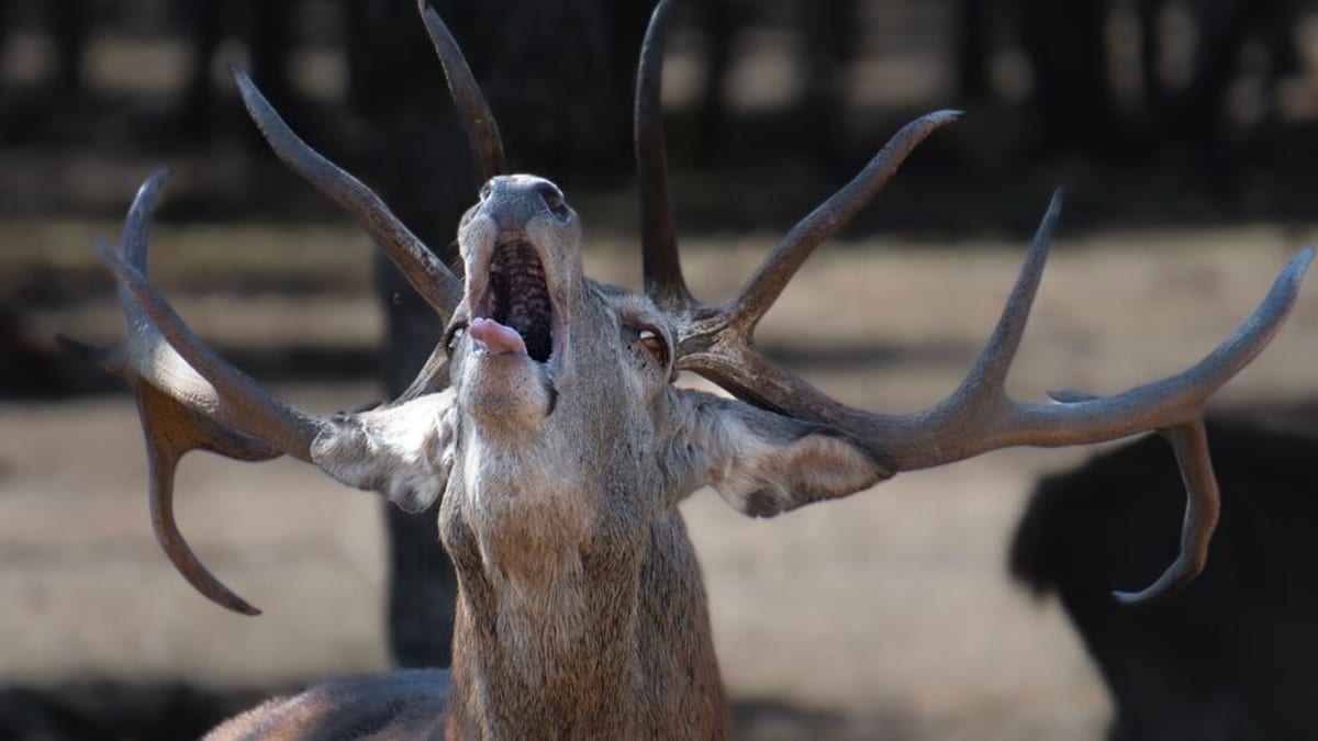 Ciervo en la Sierra de los Filabres durante la berrea, período crítico de reproducción de la especie