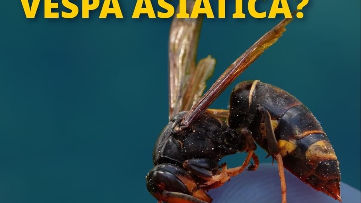 Vespa asiática detectada en Islas Baleares, especie invasora