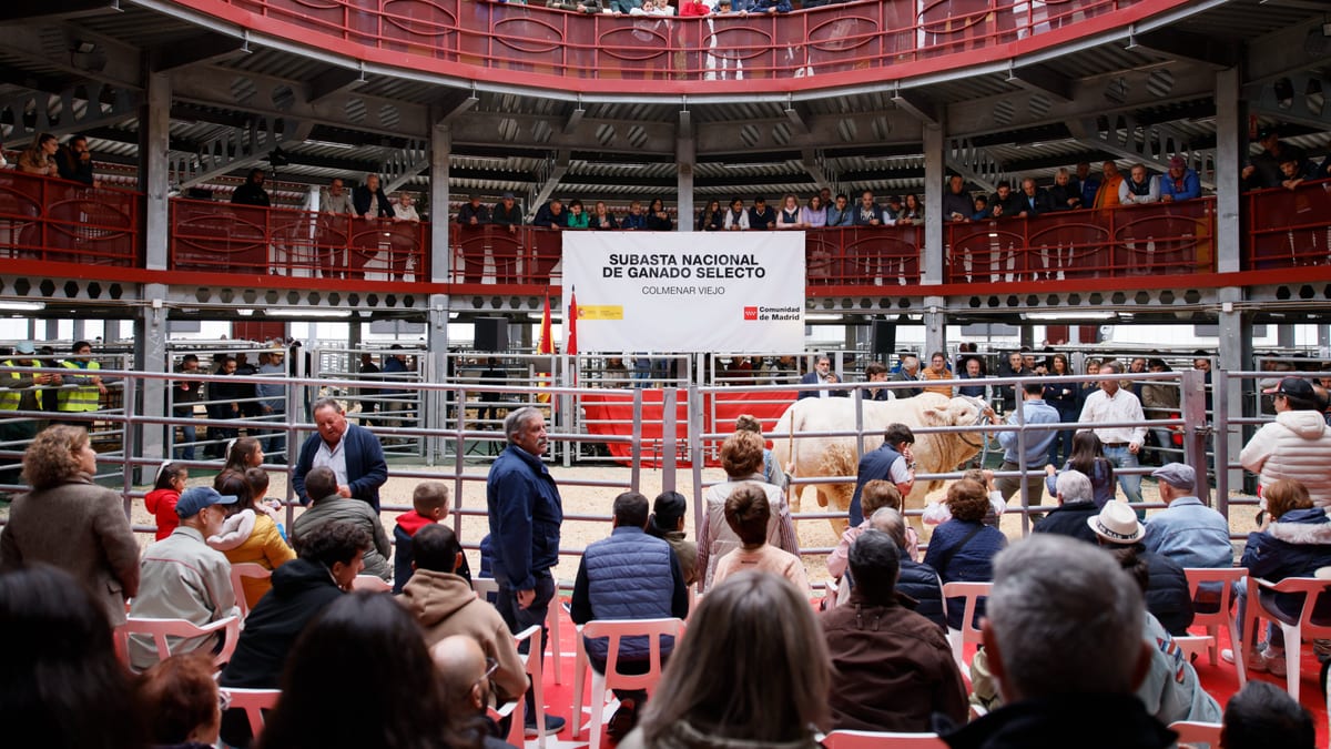 Participantes y ganado en la LXXXVIII Subasta Nacional de Ganado Selecto en Colmenar Viejo