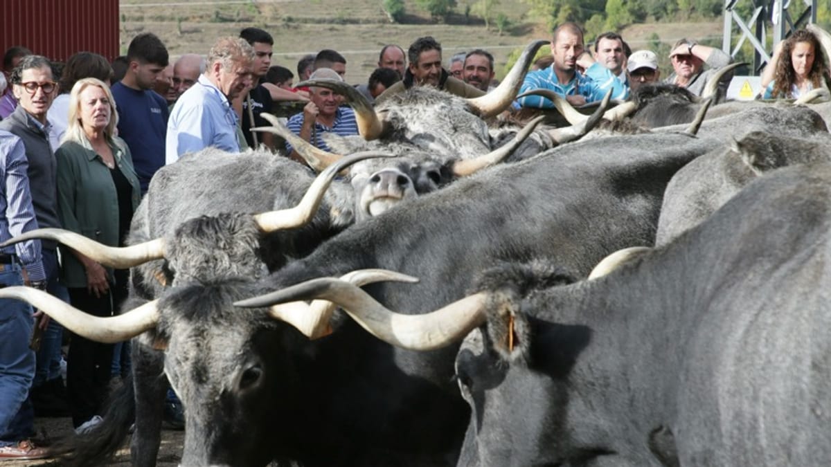 Sorteo de 16 ejemplares de ganado tudanco en la Finca de Sotama con la consejera de Desarrollo Rural