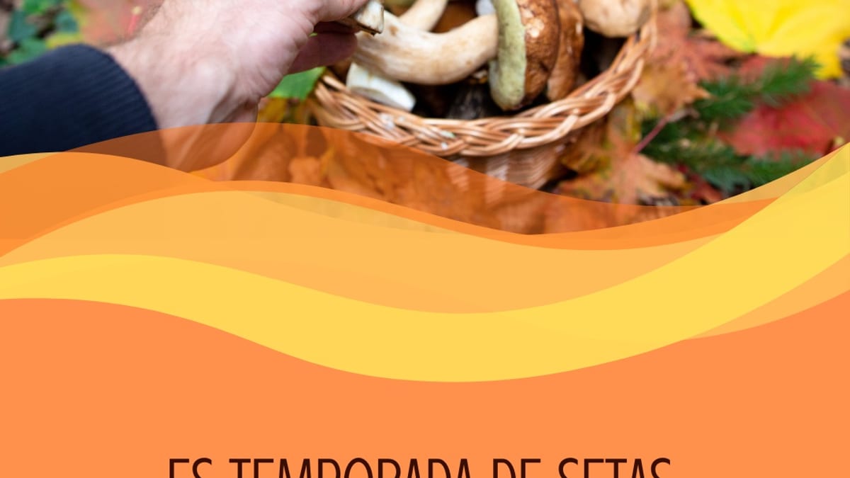 Cartel informativo del Ministerio de Derechos Sociales sobre recolección segura de setas con recomendaciones de identificación, uso de cesta y respeto al bosque