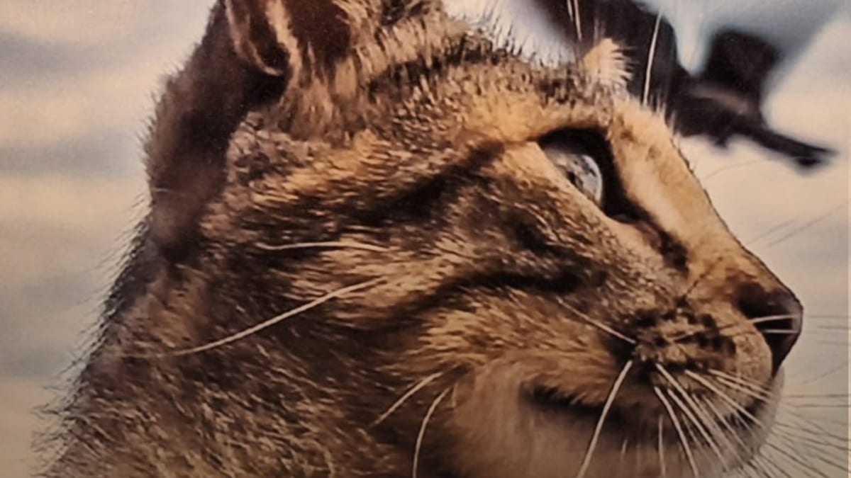 Cartel informativo del Ayuntamiento de Torremolinos sobre la prohibición de alimentar animales en la vía pública