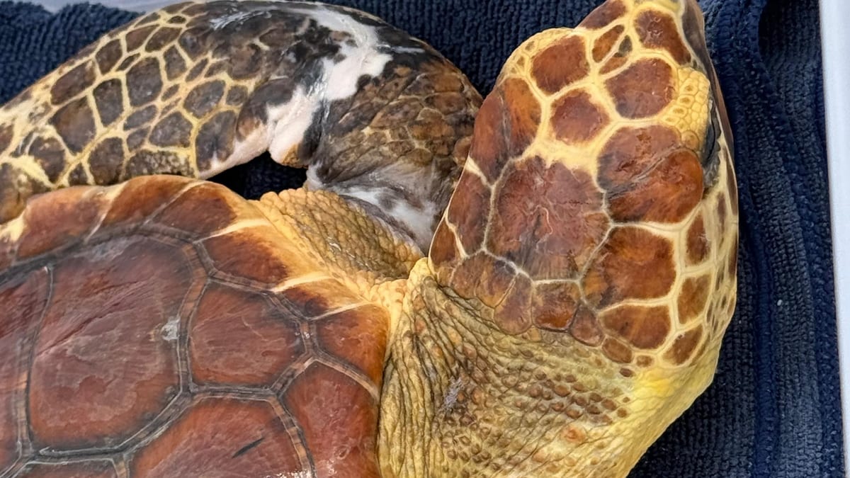 Tortuga boba siendo liberada en las aguas de Águilas, Región de Murcia