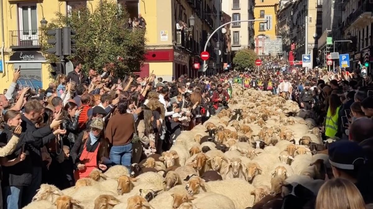 Rebaño de ovejas transitando por las calles del centro de Madrid durante una jornada de trashumancia
