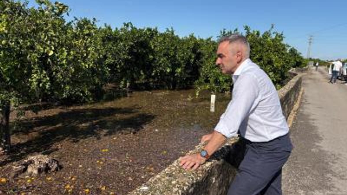 Tratamientos fitosanitarios para recuperación agrícola tras la dana Adam en la Comunidad Valenciana