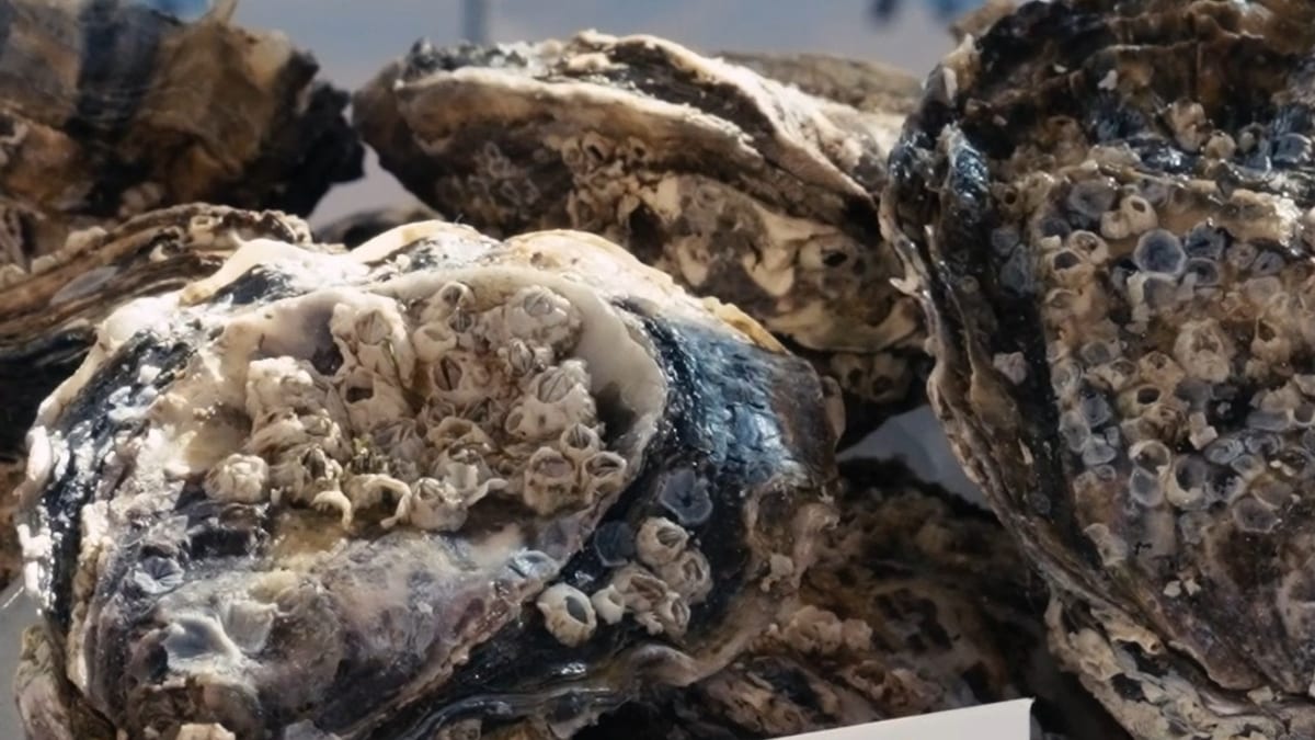 Imagen del evento VIMAR en el Espacio Santa Fe de Huelva con visitantes disfrutando de gastronomía y encuentros culturales