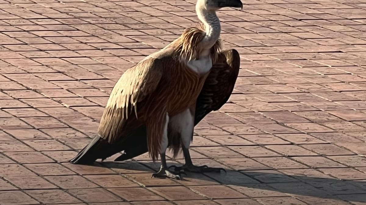 Voltor sobrevolando el Castell de Montjuïc con sus alas desplegadas durante la migración de aves