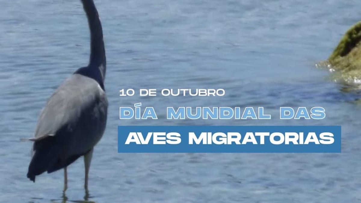 Cartel del Día Mundial de las Aves Migratorias de la Xunta de Galicia con información sobre curiosidades y ubicación de estas especies en la región
